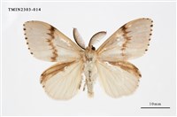 藏品(木毒蛾)的圖片